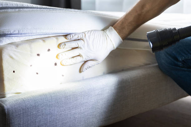 Best Emergency Pest Control  in Kenwood Estates, FL