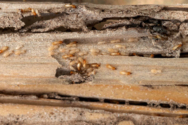 Flea Control Services in Kenwood Estates, FL