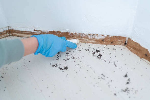 Best Wasp Removal Services  in Kenwood Estates, FL
